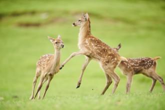 Red deer (Cervus elaphus) fawns playing on a meadow in the mountains in tirol, Kitzbühel, Wildpark