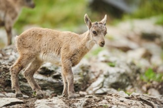 Alpine ibex (Capra ibex) youngster, standing on a rock, wildlife Park Aurach near Kitzbuehl,