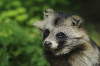 Close-up of a raccoon dog with bushy fur in the greenery, raccoon dog (Nyctereutes procyonoides),