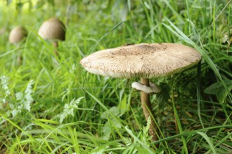 A mushroom grows in the middle of green meadow and grass, surrounded by natural forest atmosphere,