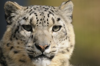 Frontal view of a snow leopard with intense gaze and spotted fur, snow leopard (Panthera uncia),