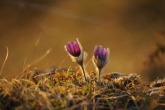 Two violet flowers in warm, golden light in a meadow, Pasque flower (Pulsatilla vulgaris), Upper