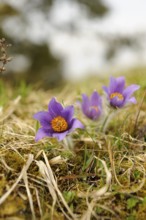 Purple Pasque flower (Pulsatilla vulgaris) in close-up with blurred background in a meadow, Upper