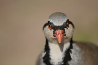 Close-up of a grey partridge with an intense gaze in natural surroundings, rock partridge