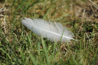 White feather lies gently on green grass in the sunlight, Bavaria