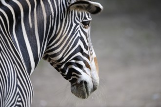 Zebra in profile with clearly visible stripes, on grey background, Grevyzebra (Equus grevyi),