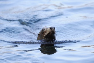 A sea lion swims through the blue water and leaves a trail, California sea lion (Zalophus