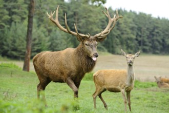 A stag with outstretched tongue and impressive antlers stands next to a doe in a meadow, red deer