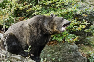 A roaring brown bear in the middle of a forested area, Eurasian brown bear (Ursus arctos arctos),