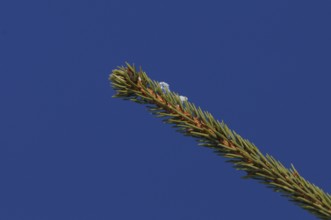 A fir branch in front of an intense blue sky, minimalist and clear depiction of nature, European