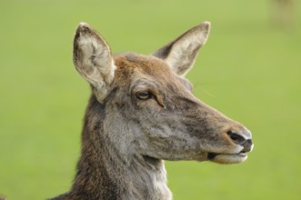 Side view of deer head focussing on ears and fur structures, red deer (Cervus elaphus), Bavaria