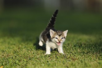 Mackerel kitten with open mouth on green grass, domestic cat (Felis catus), Franconia