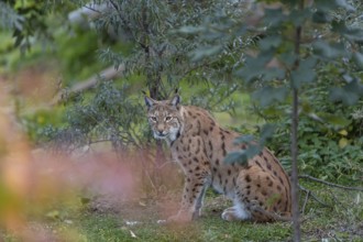 One Eurasian lynx, (Lynx lynx), sitting on green grass framed by fall foliage