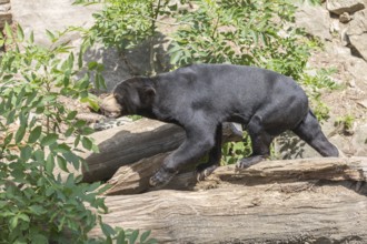 One Sun bear (Helarctos malayanus) walking over logs in bright sunlight. Some green bushes in the