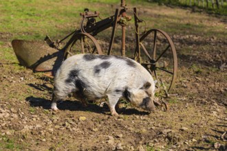 One Minipig, Sus scrofa domesticus, stands in a meadow, searching for food