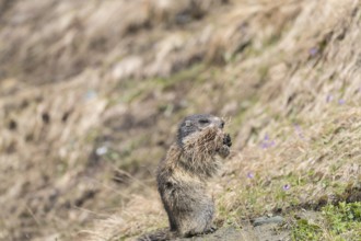 One Alpine Marmot, Marmota marmota, with nesting material in the mouth. Brown grass around.