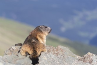 One Alpine Marmot, Marmota marmota, resting on a rock with mountains in the distant background.