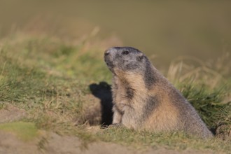 One adult Alpine Marmot, Marmota marmota, sitting in green grass in late light