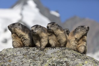 The chorus of the mountains! Four adult Alpine Marmot, Marmota marmota, sitting in front of the