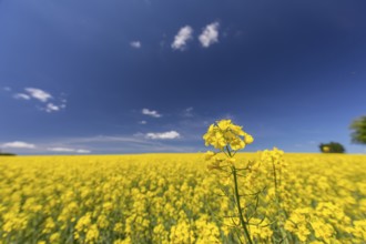 Flowering field of Rapeseed (Brassica napus) on a sunny day with blue sky, green trees and some