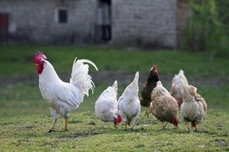 White rooster, cock with hens, free range chickens foraging in front of old barn at farm