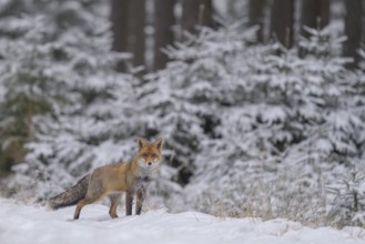 Red fox (Vulpes vulpes), foraging in a forest and snowy landscape, biosphere reserve, Swabian Alb,