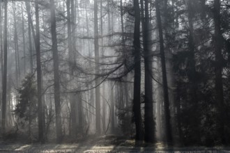 Fog in the coniferous forest, Emsland, Lower Saxony, Germany, Europe