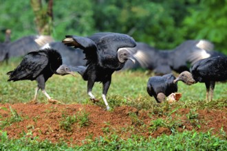 Group of Black Vultures (Coragyps atratus) fighting for food on a carcass, Costa Rica, Central