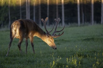 One Altai maral stag, Altai wapiti or Altai elk (Cervus canadensis sibiricus) standing on a meadow