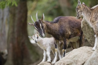 A female bezoar ibex (Capra aegagrus aegagrus) stands together with her goatling on a rock