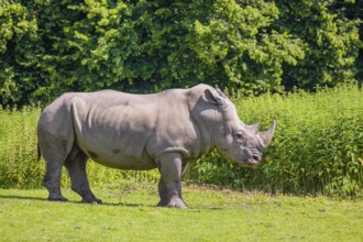 A white rhinoceros (Ceratotherium simum) stands on a fresh green meadow