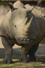 Portrait of a white rhinoceros (Ceratotherium simum)