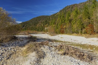 Isar valley nature conservancy area. The wild Isar river flows through its gravel bed past