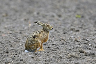 European brown hare (Lepus europaeus) sitting in field, farmland