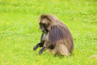 A male Gelada (Theropithecus gelada), or bleeding-heart monkey grazes on a green meadow