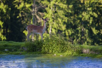 One female fallow deer (Dama dama) stands between a small pond and a forest in the background