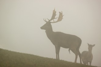 A herd of fallow deer (Dama dama) stands in dense fog on a meadow on hilly ground