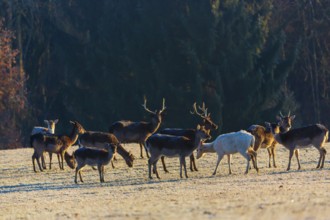 A herd of fallow deer (Dama dama) stands on a frozen meadow on hilly ground