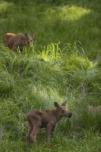 Two baby moose or elk, Alces alces, (19 days old, born May 8, 2020) walking through tall fresh