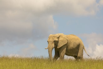 An adult female African elephant (Loxodonta africana) stands on a meadow with tall grass, eating it