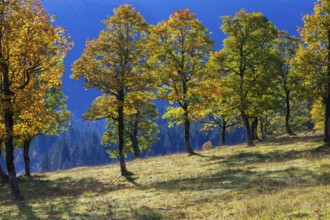 Nature conservancy area Grosser Ahornboden. Sycamore maple trees, Acer pseudoplatanus, in autumn.