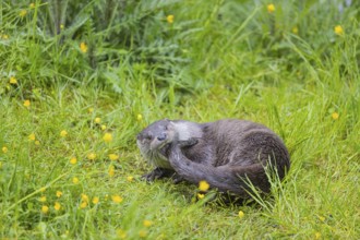 One Eurasian otter (Lutra lutra), playing in green vegetation, trying to catch his own tail. Some