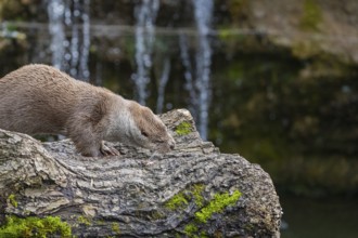 One Eurasian otter (Lutra lutra) resting on a log in front of a little cascade. Shaking his head to