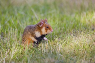 A European hamster (Cricetus cricetus), Eurasian hamster, black-bellied hamster or common hamster,