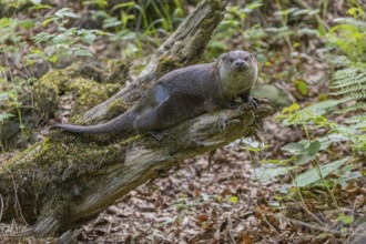 One Eurasian otter (Lutra lutra), climbing on a tree stump