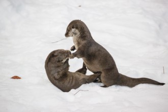 Two adult otters (Lutra lutra) playing together in snowy hilly terrain