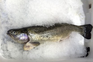 Trout white-fleshed (Salmo trutta fario) Brown trout on ice in refrigerated counter Fish counter