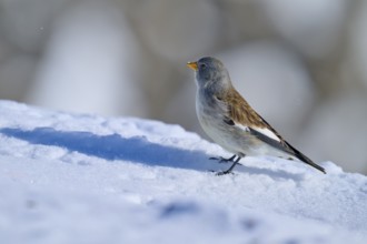 Snowfinch (Montifringilla nivalis), standing sideways on snow, the landscape is snow-covered, Gemmi