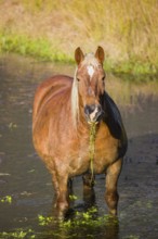 A heavy horse of mixed breed stands in the water of a small pond and enjoys its life on a sunny