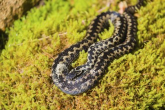 One Vipera berus, the common European adder or common European viper, rests on moss in bright